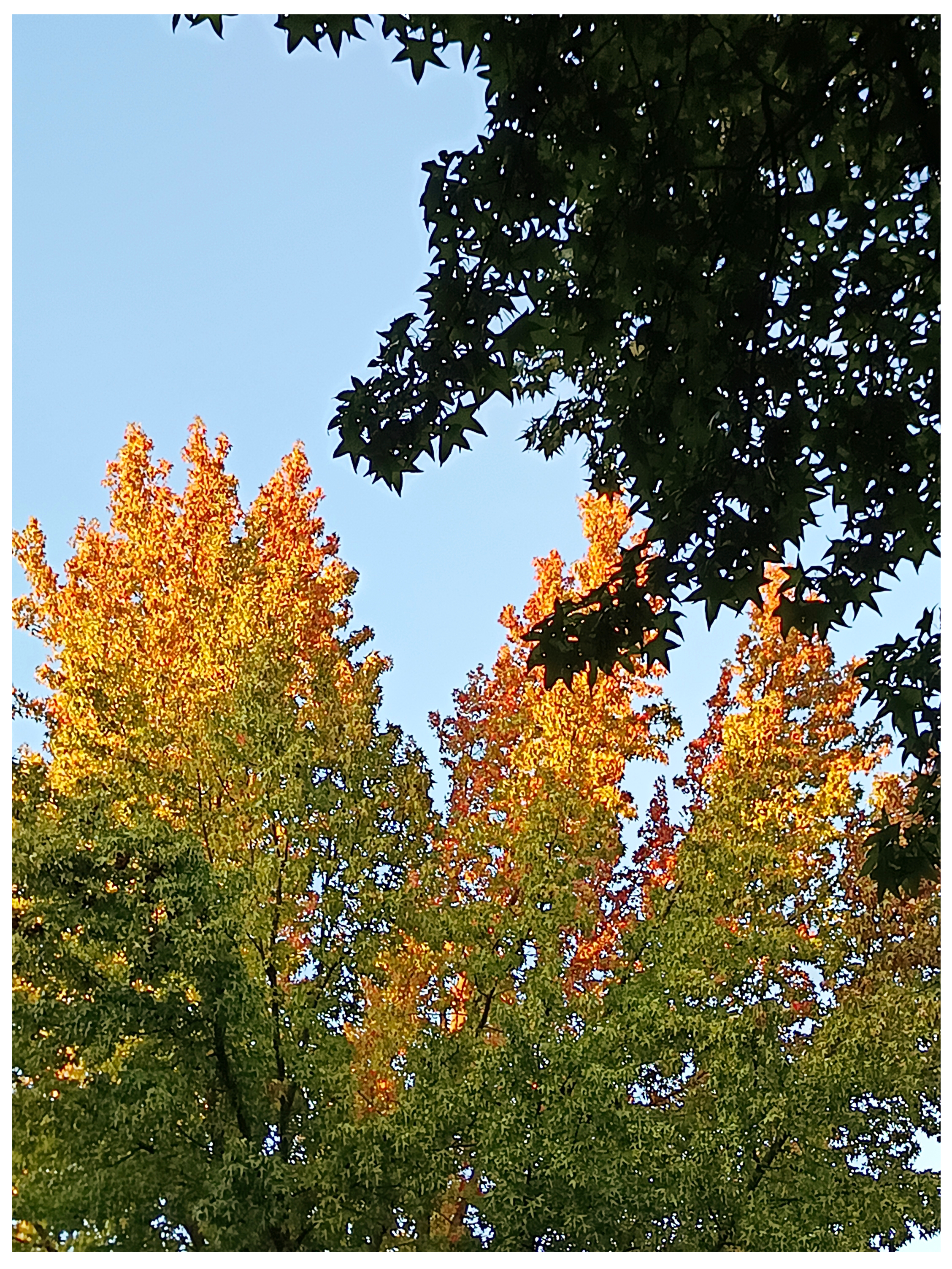 Die unterschiedlichen Farben der Baumkronen Eine rötlich/gelbliche Baumkrone wird vom Licht der untergehenden Sonne beleuchtet. Davor sind Teile einer schon verschatteten Baumkrone zu erkennen. Im Hintergrund ist ein wolkenfreier Himmel zu sehen.